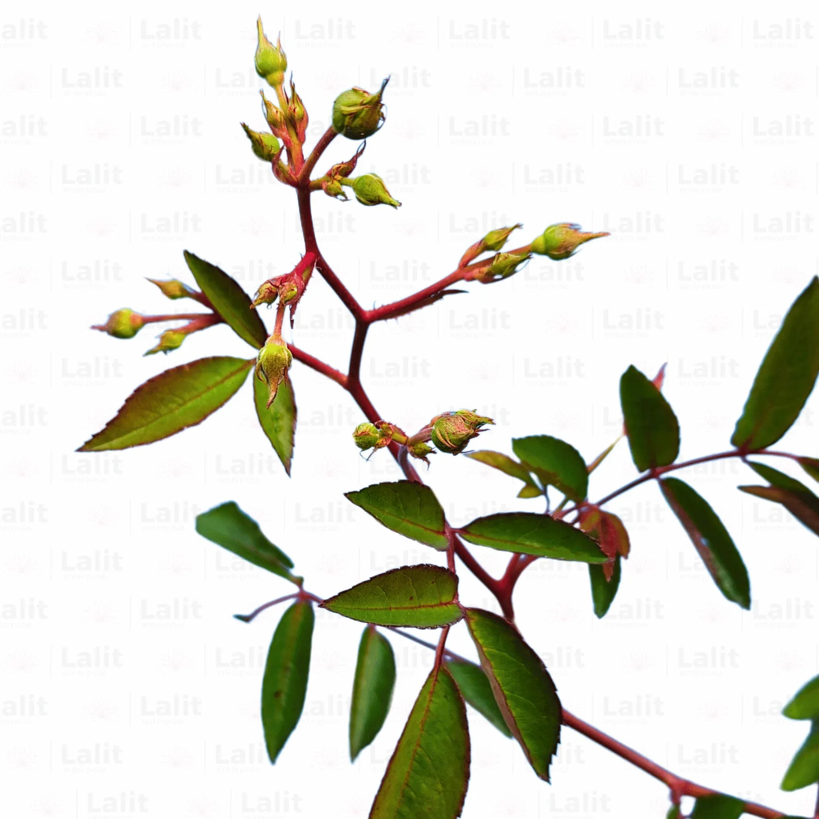 Buy Creeping Rose Plant (Pink) Online at Lalitenterprise