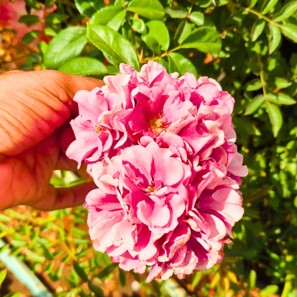 Buy Creeping  Rose Plant (Pink) Online at Lalitenterprise