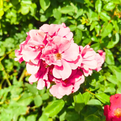 Buy Creeping  Rose Plant (Pink) Online at Lalitenterprise