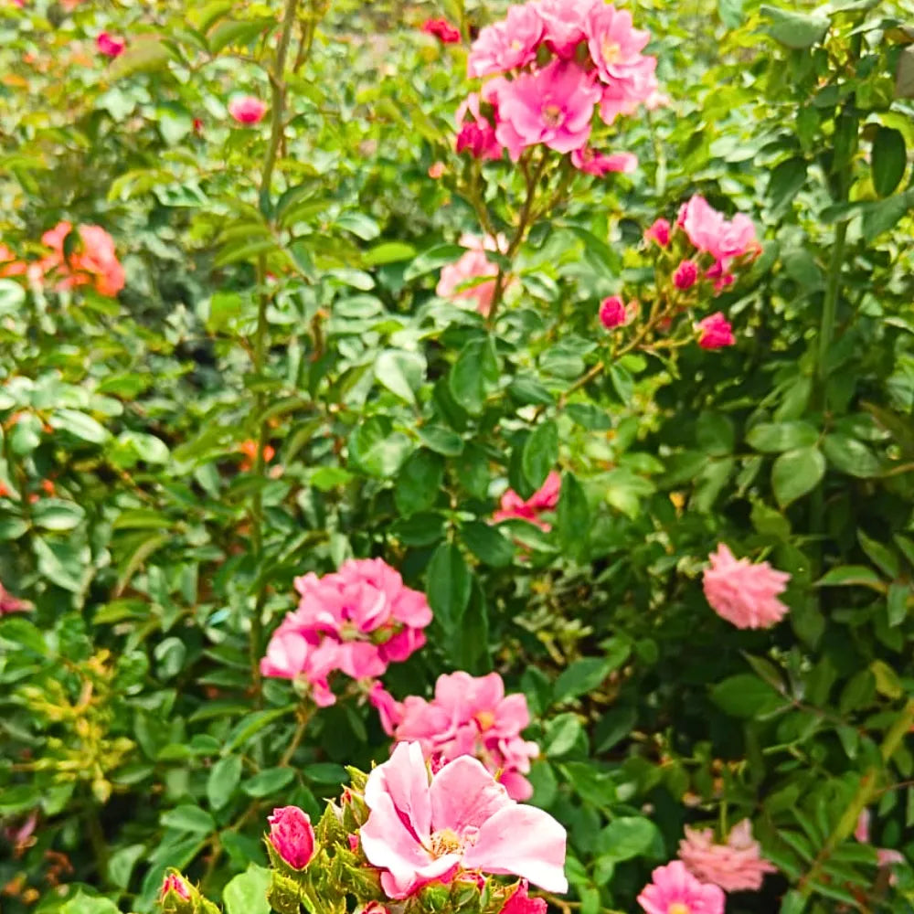 Buy Creeping  Rose Plant (Pink) Online at Lalitenterprise