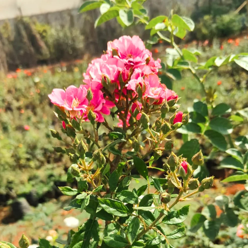 Buy Creeping  Rose Plant (Pink) Online at Lalitenterprise