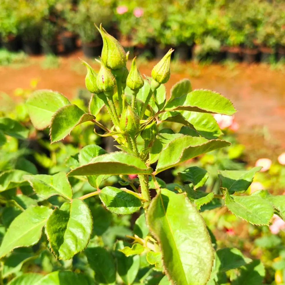 Buy Creeping  Rose Plant (Pink) Online at Lalitenterprise