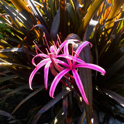 Buy Red Bog Lily - Plant Online at Lalitenterprise