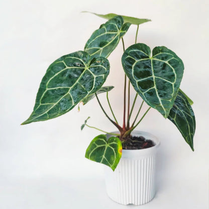 Buy Crystal Anthurium Plant Online at Lalitenterprise