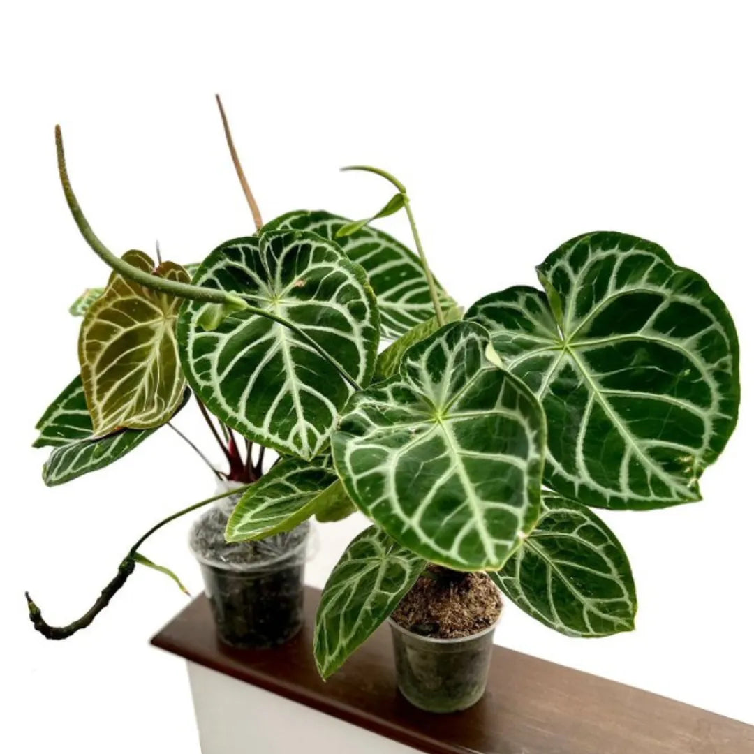 Buy Crystal Anthurium Foliage Plant Online at Lalitenterprise
