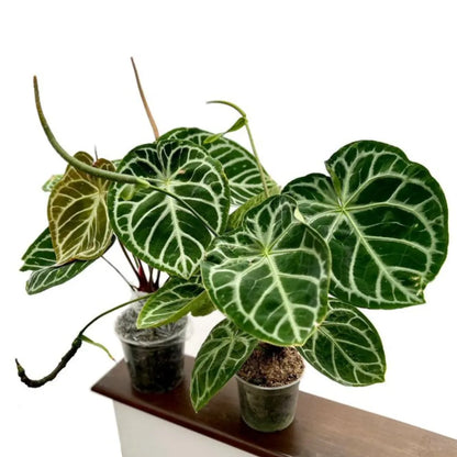 Buy Crystal Anthurium Foliage Plant Online at Lalitenterprise