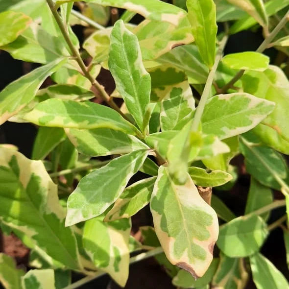 Buy Curtain Creeper "Variegated" - Plant Online at Lalitenterprise