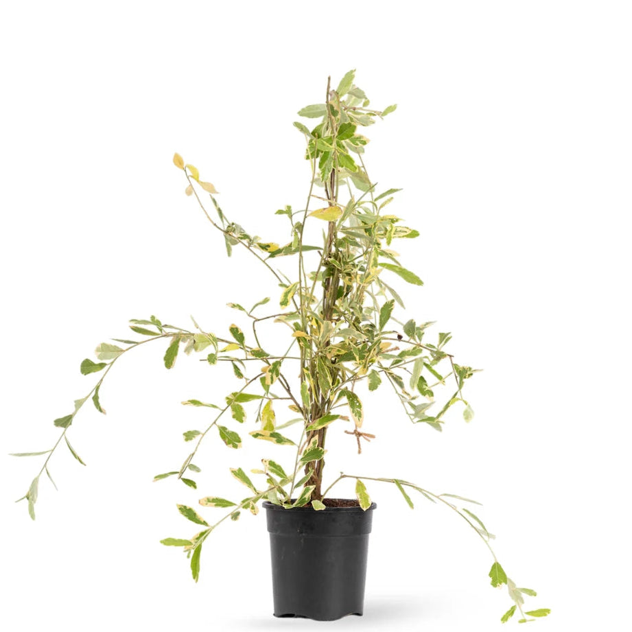 Buy Curtain Creeper "Variegated" - Plant Online at Lalitenterprise