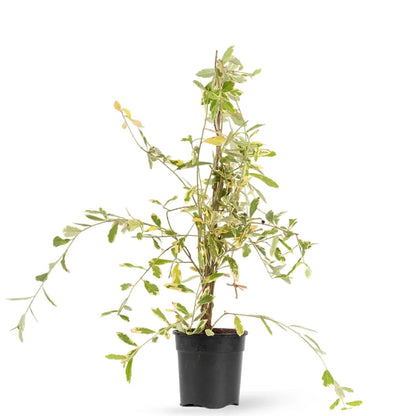 Buy Curtain Creeper "Variegated" - Plant Online at Lalitenterprise