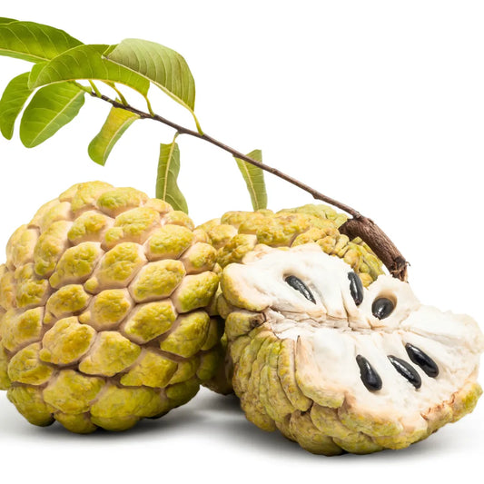 Buy Custard Apple "Golden" (Annona Squamosa) Golden Sitafal - Plant Online at Lalitenterprise