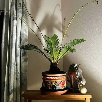 Buy Sago Palm - Plant Online at Lalitenterprise