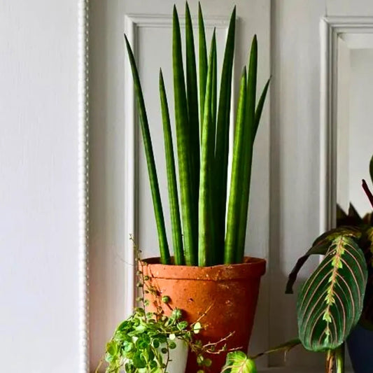 Buy Sansevieria Cylindrica Long | Cylindrical Snake Plant Online at Lalitenterprise