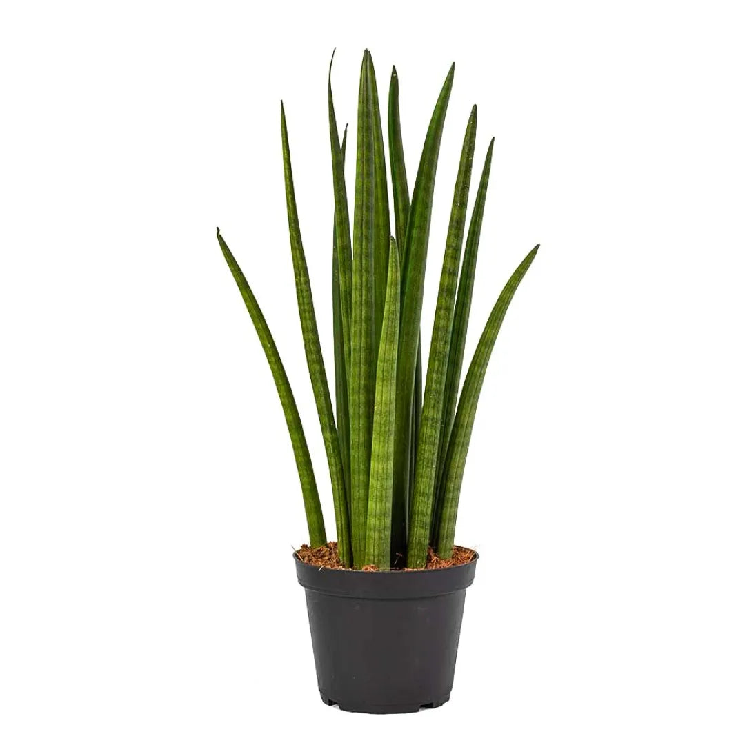 Buy Sansevieria Cylindrica Long Online at Lalitenterprise