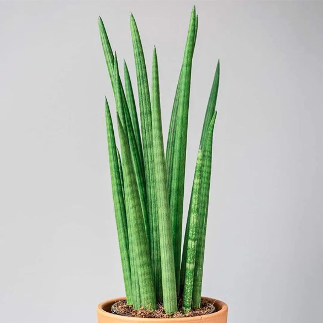 Buy Cylindrical Snake Plant Online at Lalitenterprise
