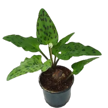 Buy African Hosta (Drimiopsis Maculata) Plant Online at Lalitenterprise