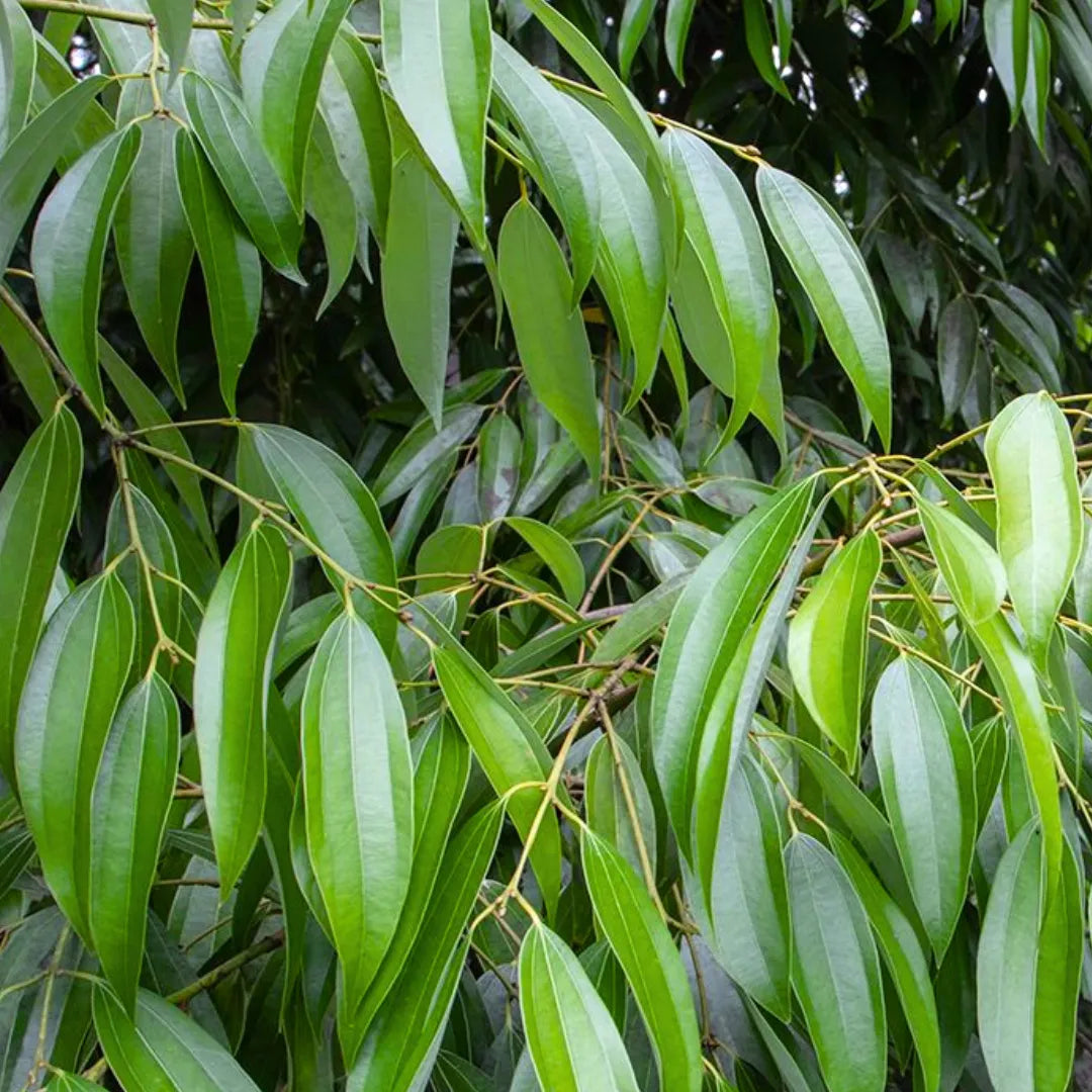 Buy Dalchini (Cinnamomum Verum) "Cinnamon" - Plant Online at Lalitenterprise