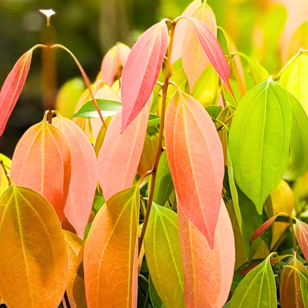 Buy Cinnamomum Verum - Plant Online at Lalitenterprise