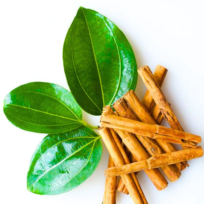 Buy Dalchini (Cinnamomum Verum) "Cinnamon" - Plant Online at Lalitenterprise