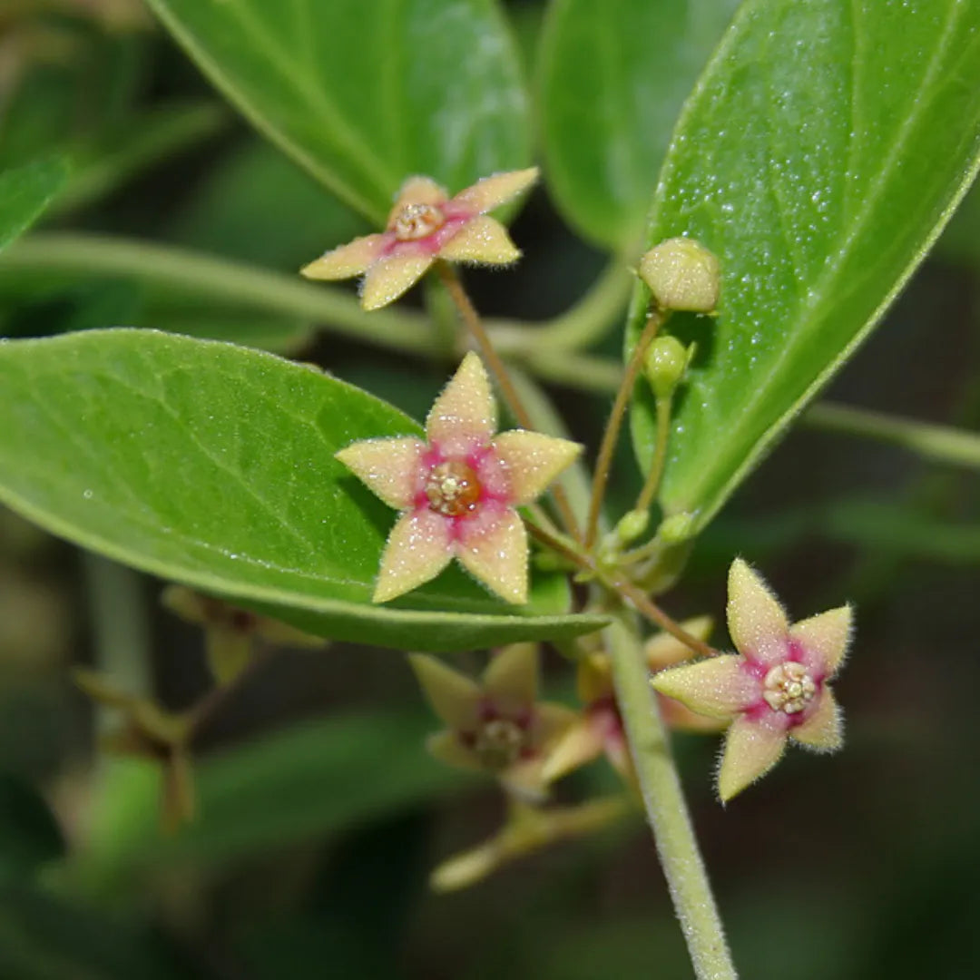 Buy Tylophora Indica Online at Lalitenterprise