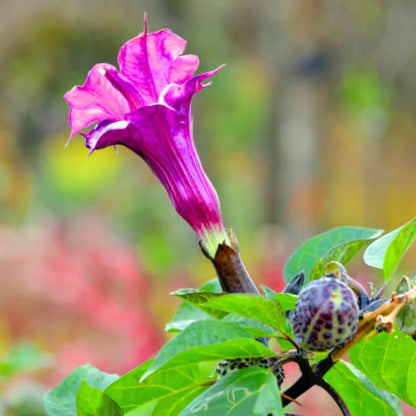 Buy Datura Metel 'Ballerina Purple' - Plant Online at Lalitenterprise
