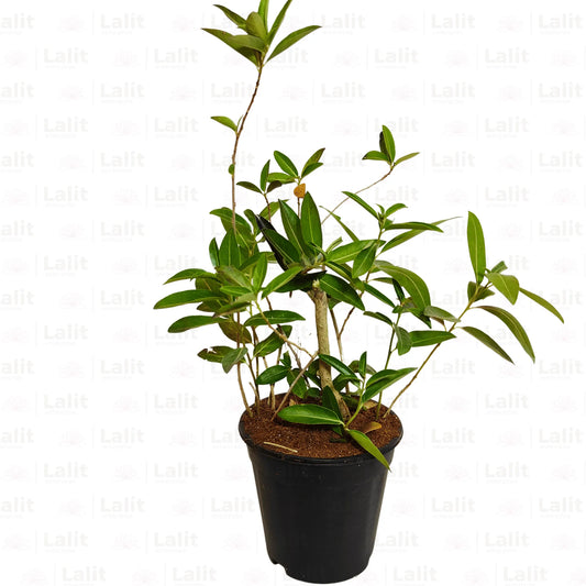 Buy Din Ka Raja | Day-Blooming Jasmine | Cestrum Diurnum | Plant Online at Lalitenterprise