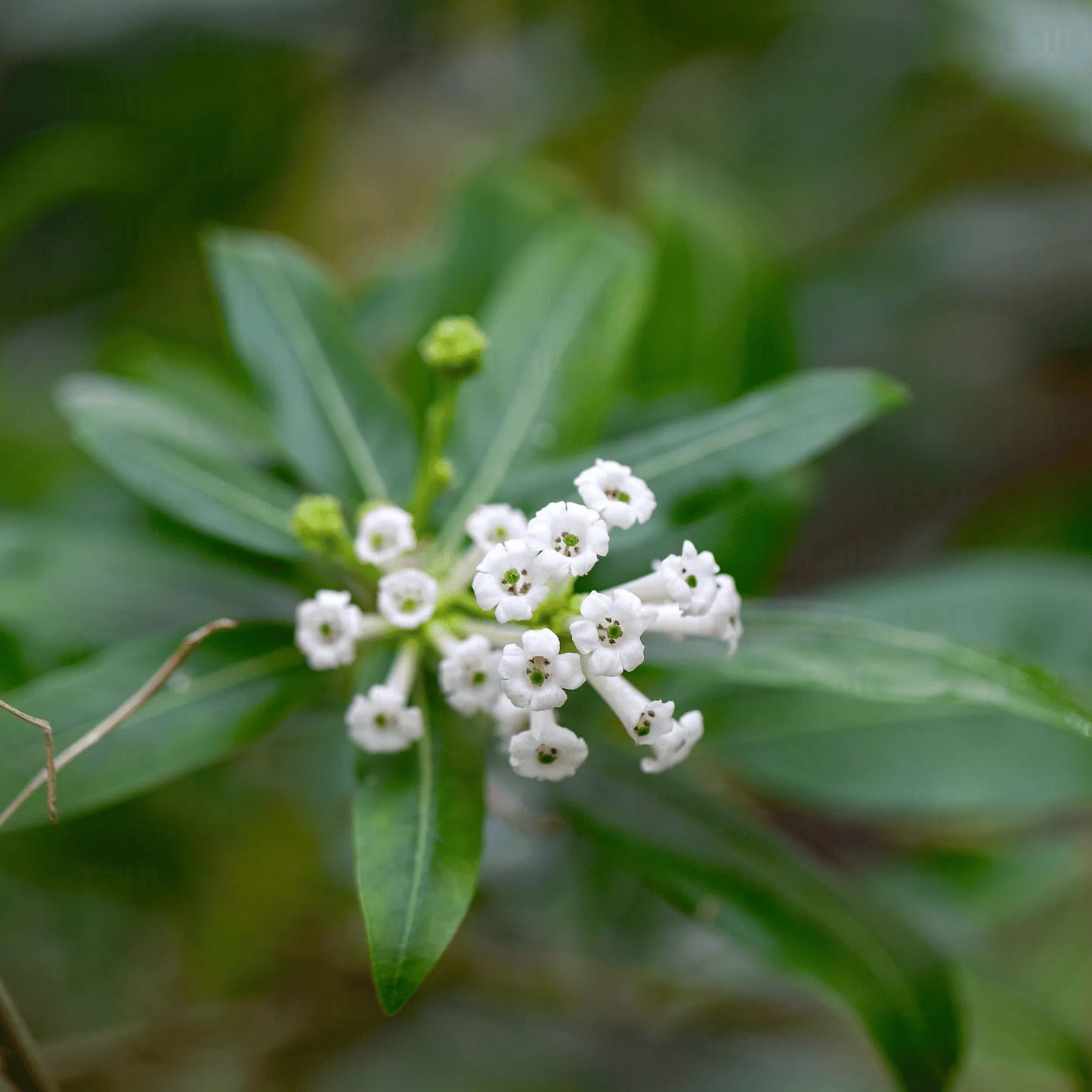 Buy Cestrum Diurnum Plant Online at Lalitenterprise