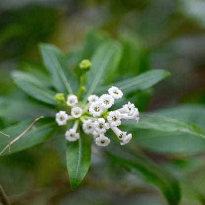 Buy Cestrum Diurnum Plant Online at Lalitenterprise