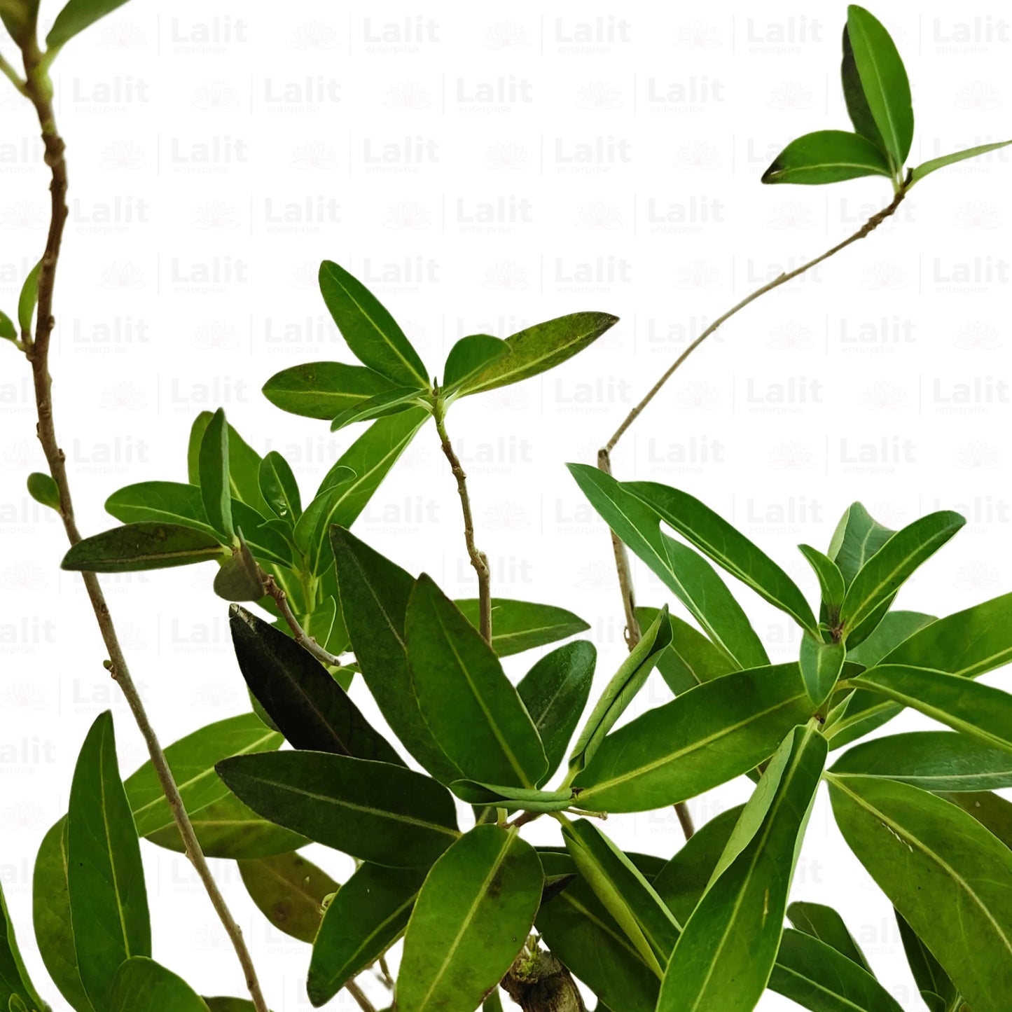 Buy Din Ka Raja Plant Online at Lalitenterprise