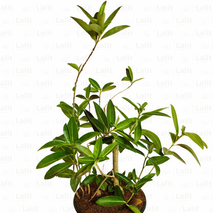 Buy Din Ka Raja | Day-Blooming Jasmine | Cestrum Diurnum | Plant Online at Lalitenterprise