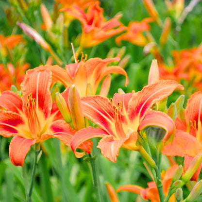 lily flower plant online Day Lily (Hemerocallis Fulva)