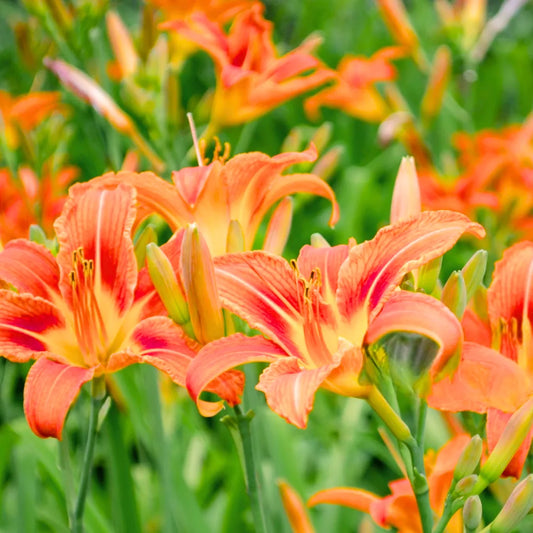 Buy Day Lily (Hemerocallis Fulva) - Plant Online at lalitenterprise