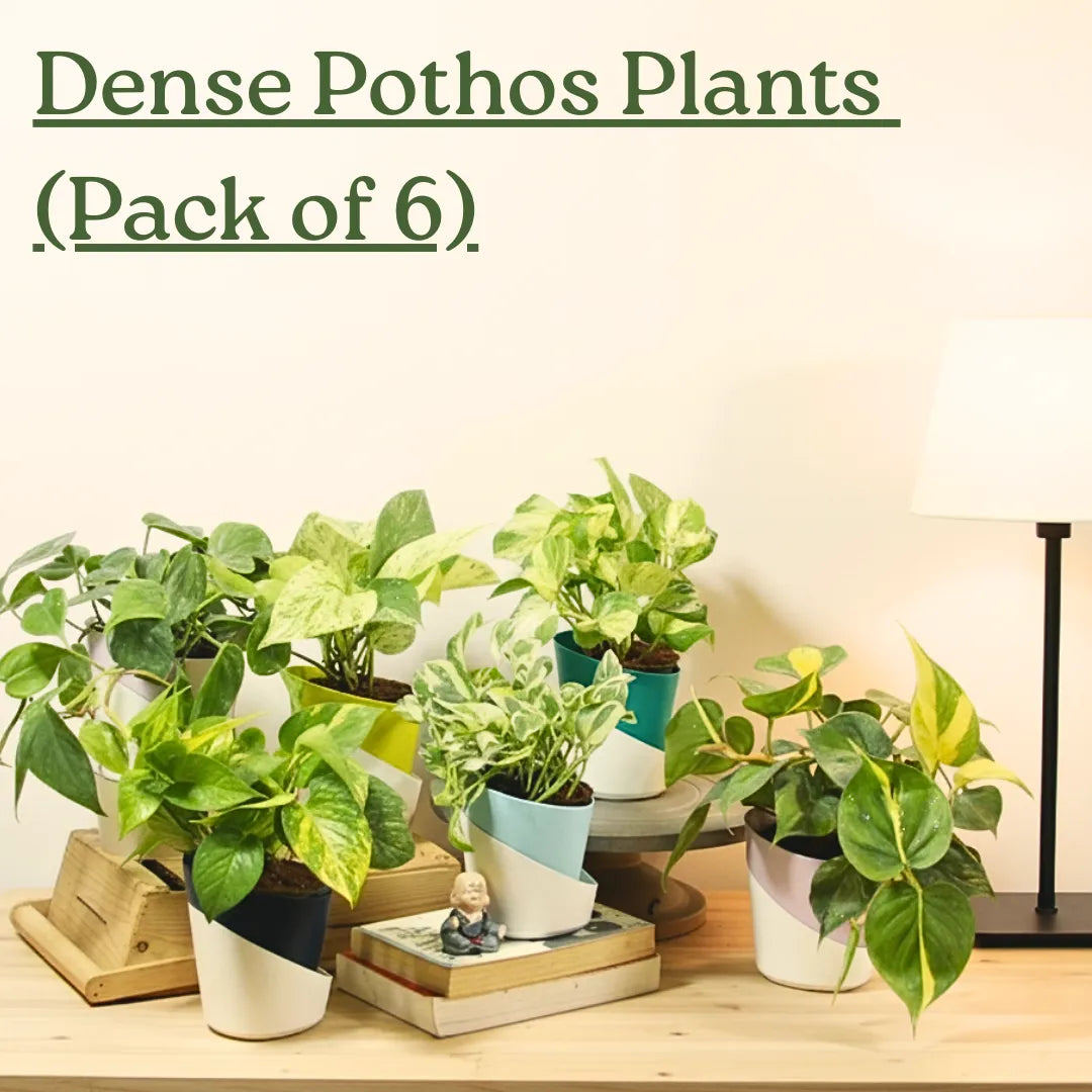 Buy Dense Pothos Plants "Combo Pack of 6" Online at Lalitenteprise