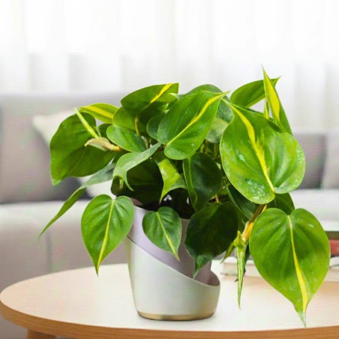 Buy Dense Pothos Plants Online at Lalitenteprise