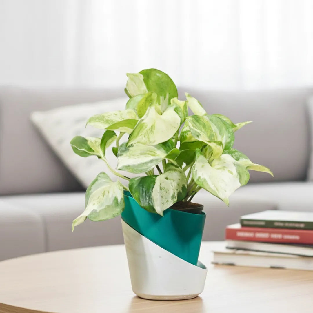Buy Dense Pothos Plants Online at Lalitenteprise