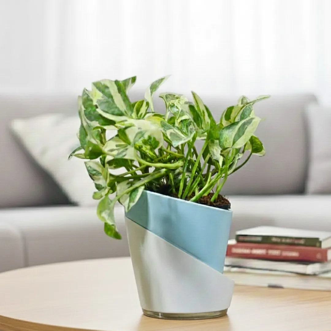 Buy Dense Pothos Plants Online at Lalitenteprise