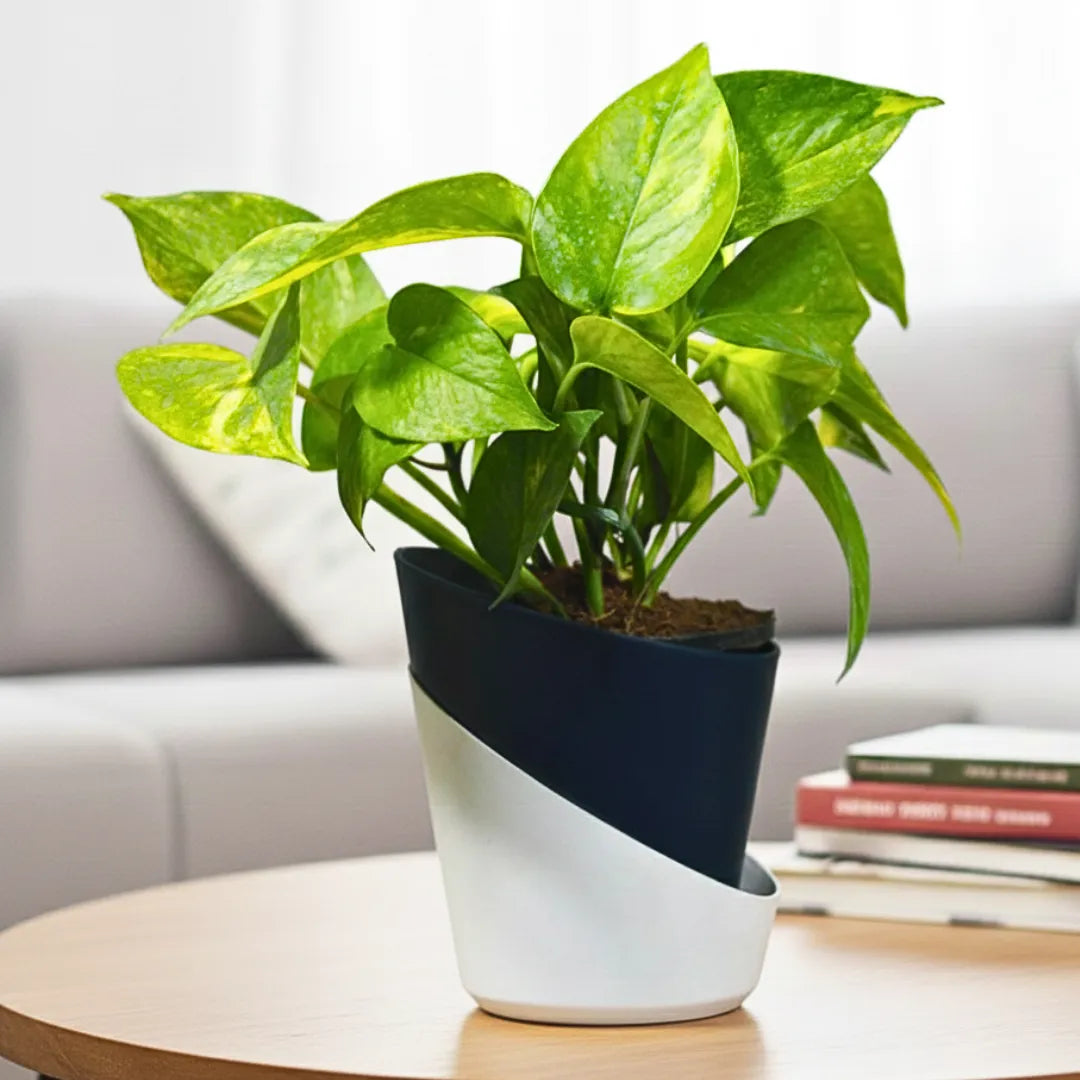 Buy Dense Pothos Plants Online at Lalitenteprise