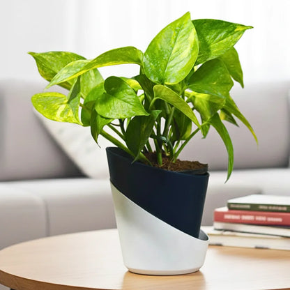 Buy Dense Pothos Plants Online at Lalitenteprise
