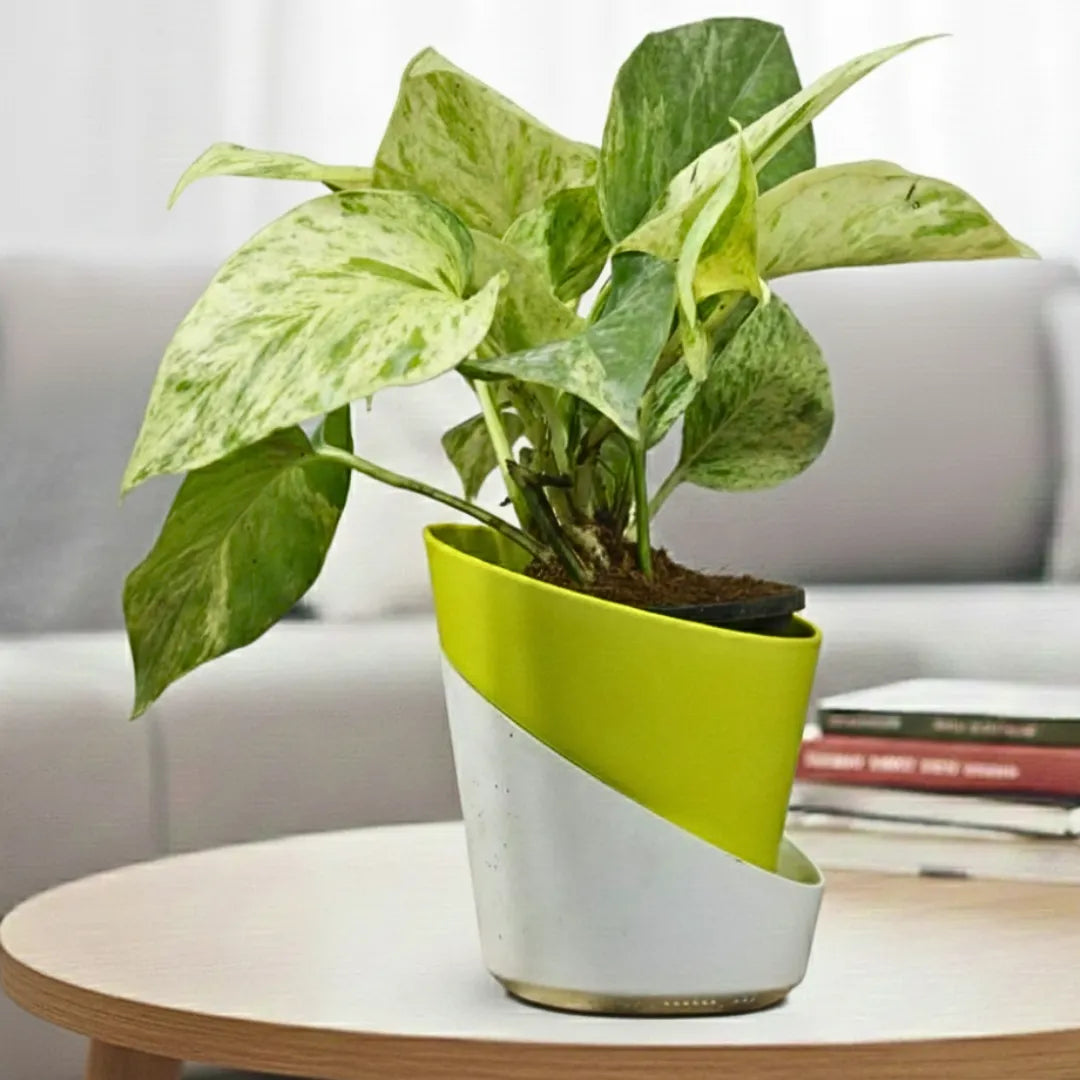 Buy Dense Pothos Plants Online at Lalitenteprise