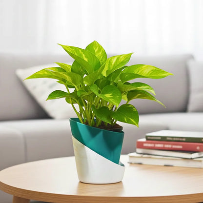 Buy Dense Pothos Plants Online at Lalitenteprise