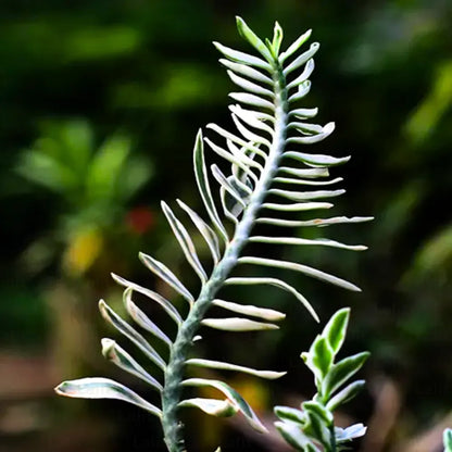 Buy Devil’s Backbone (Variegated Pedilanthus) - Plant Online at Lalitenterprise