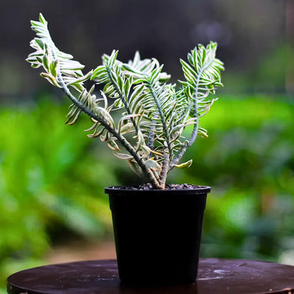 Buy Devil’s Backbone (Variegated Pedilanthus) - Plant Online at Lalitenterprise