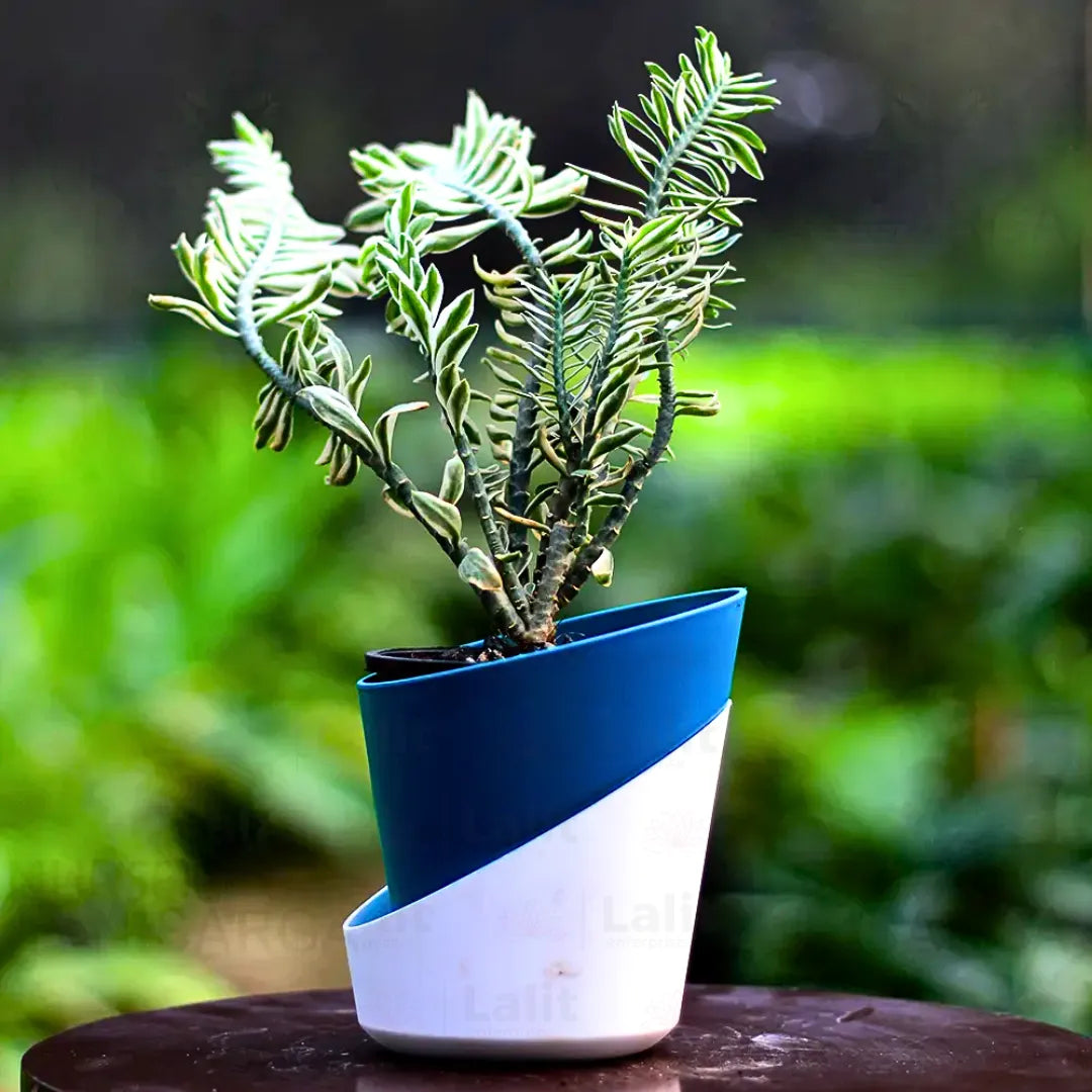 Buy Variegated Pedilanthus - Plant Online at Lalitenterprise