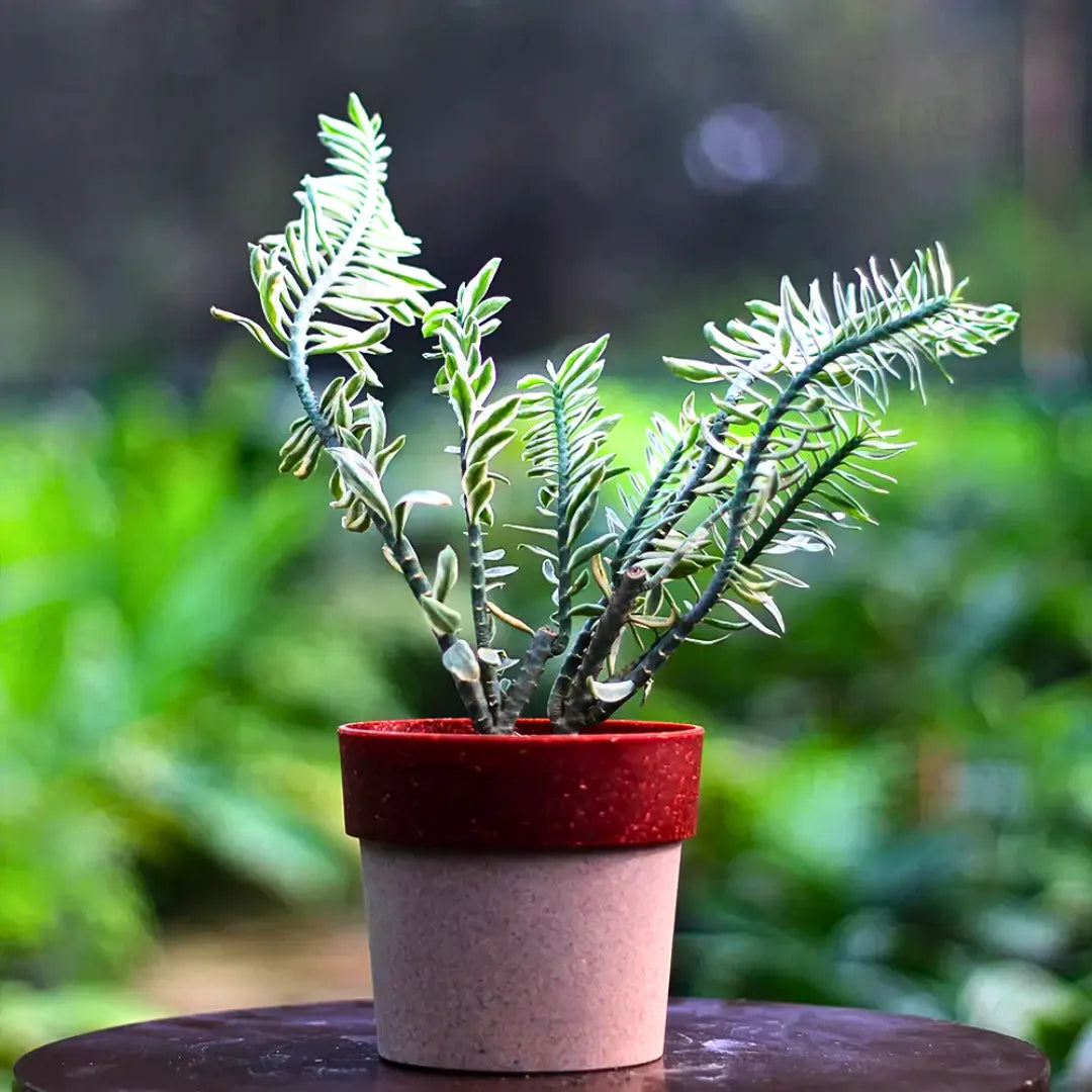 Buy Variegated Pedilanthus - Plant Online at Lalitenterprise