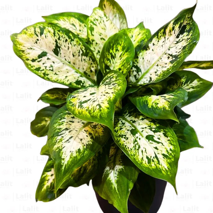dieffenbachia perfecta Dieffenbachia Compacta (Dumb Cane)