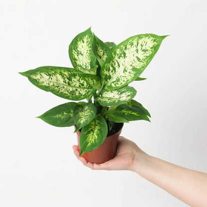 Buy Dieffenbachia Compacta - Plant Online at Lalitenterprise