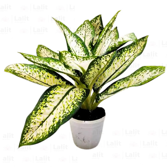 Buy Dieffenbachia 'Delilah' - Plant Online at Lalitenterprise