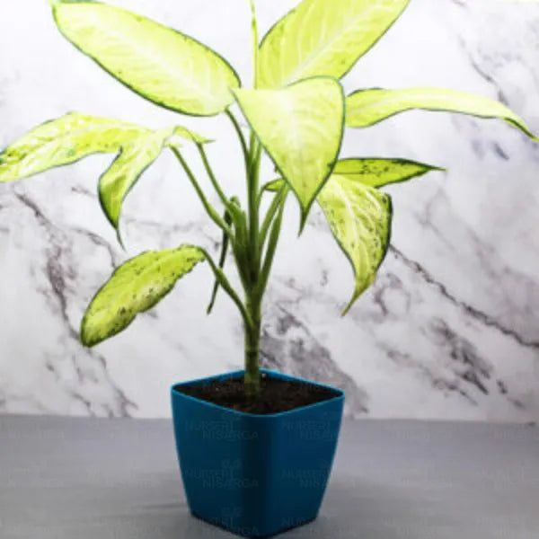 Buy Dieffenbachia Maculata - Plant Online at Lalitenterprise