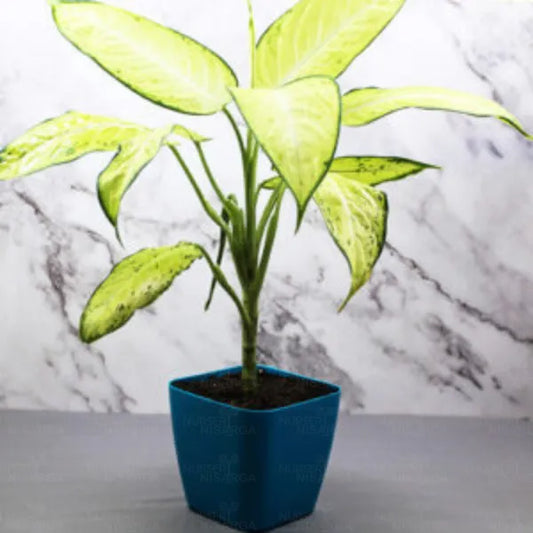 Buy Dieffenbachia Maculata - Plant Online at Lalitenterprise