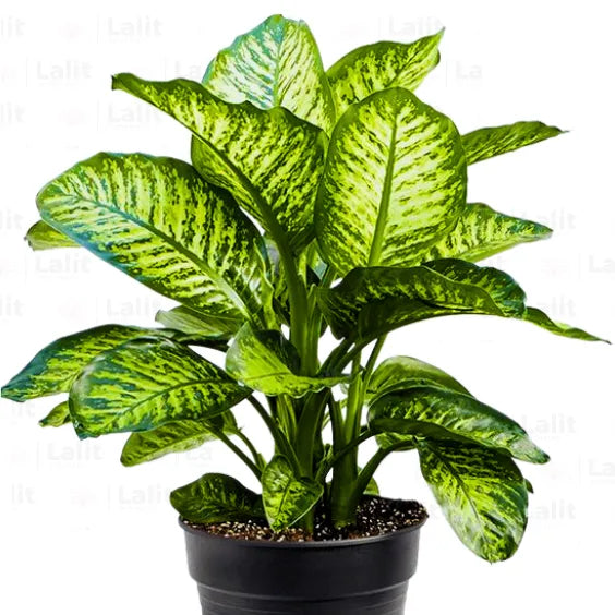 Buy Dieffenbachia Seguine - Plant Online at Lalitenterprise