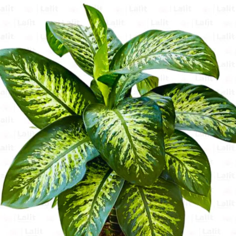 Buy Dieffenbachia Seguine - Plant Online at Lalitenterprise